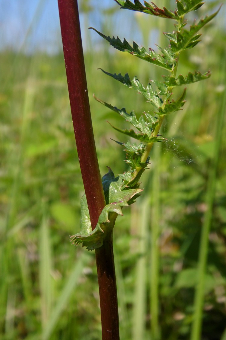 Image of Filipendula vulgaris specimen.