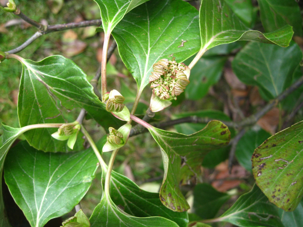 Image of Viburnum suspensum specimen.