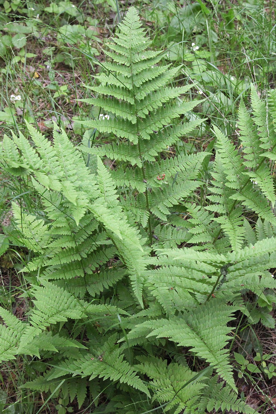 Image of Dryopteris carthusiana specimen.