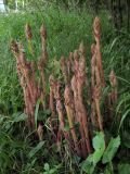 Orobanche laxissima