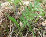 Tanacetum bipinnatum