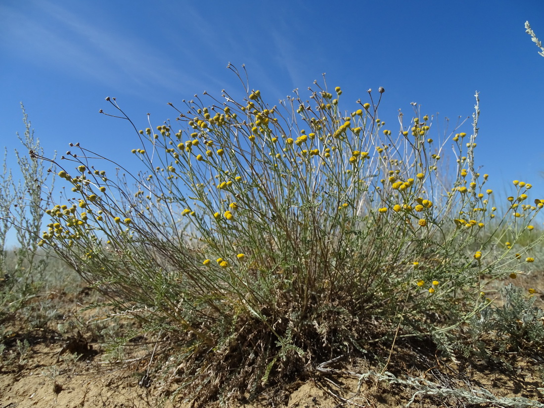 Image of Tanacetum santolina specimen.