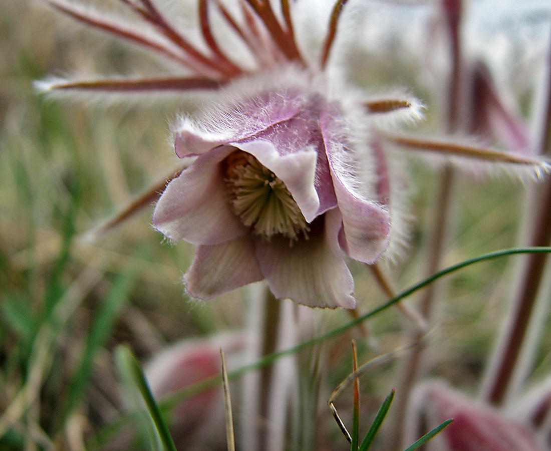 Изображение особи Pulsatilla pratensis.