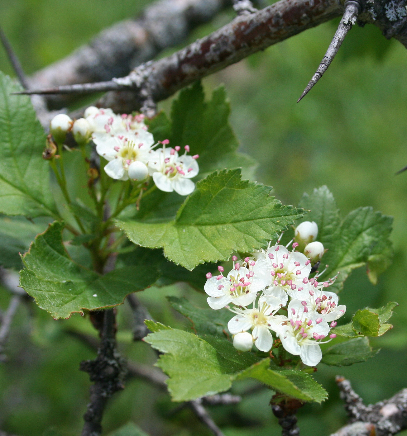 Image of Crataegus sanguinea specimen.