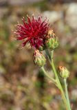 Centaurea rubriflora