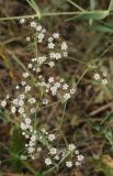 Gypsophila paniculata