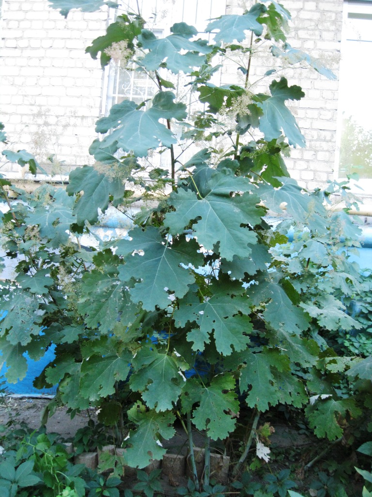 Изображение особи Macleaya microcarpa.
