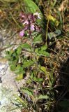 Teucrium chamaedrys. Верхушка побега цветущего растения. Карачаево-Черкесия, Тебердинский заповедник, пастбище у тропы к водопаду Мужские слёзы. 30.07.2017.