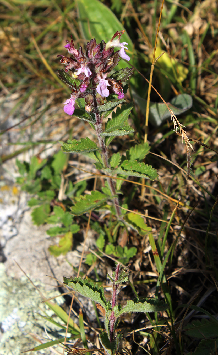 Изображение особи Teucrium chamaedrys.