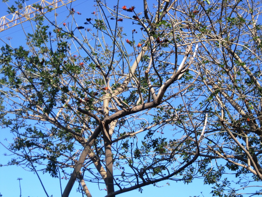 Image of Erythrina corallodendron specimen.