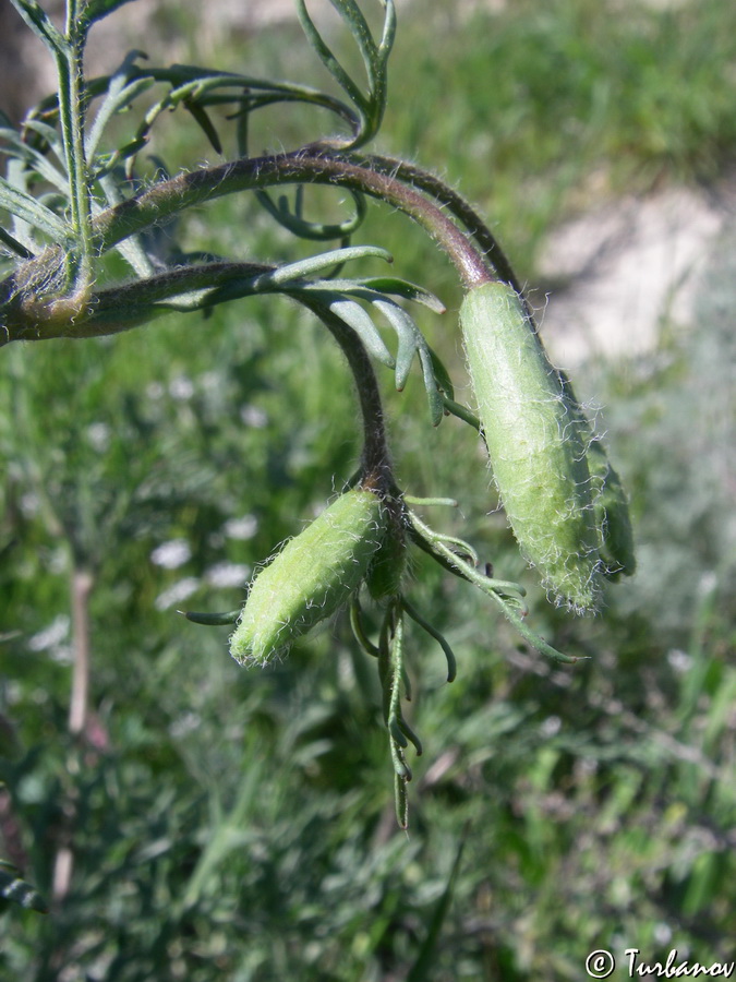 Image of Roemeria hybrida specimen.
