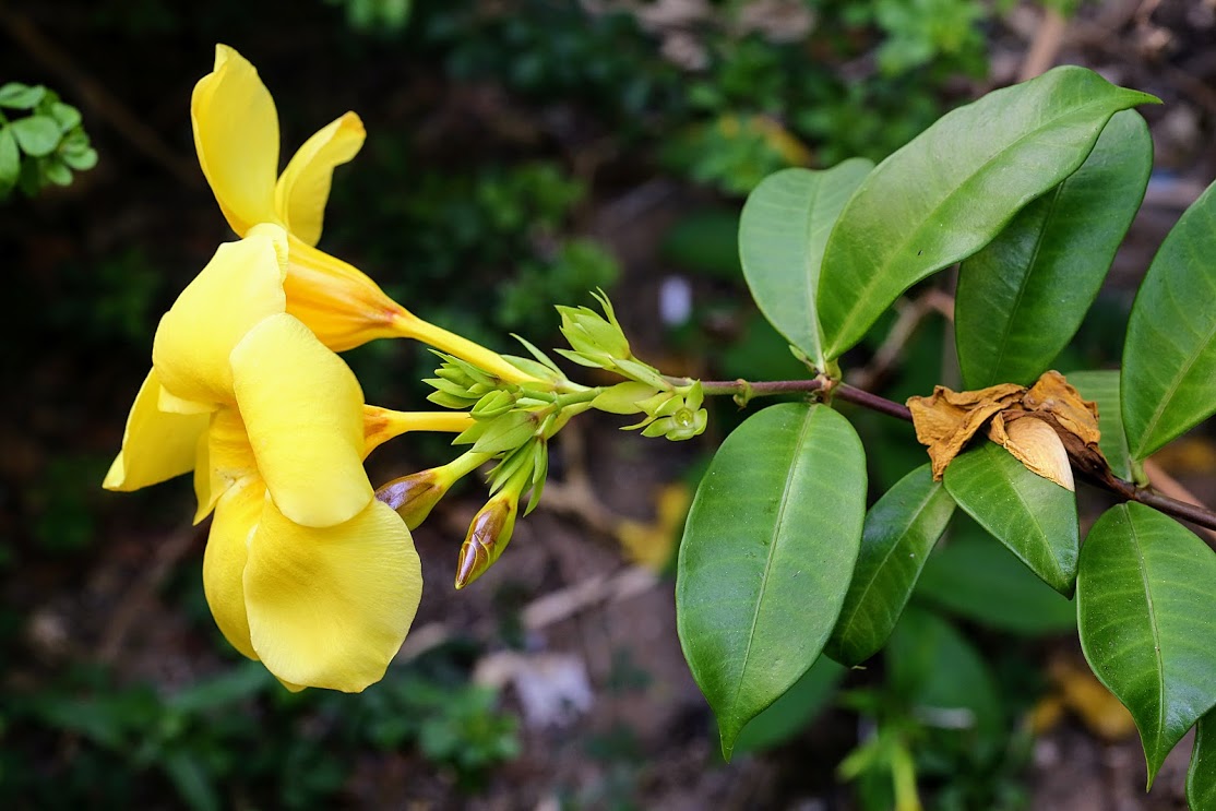Image of Allamanda cathartica specimen.