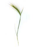 Hordeum jubatum
