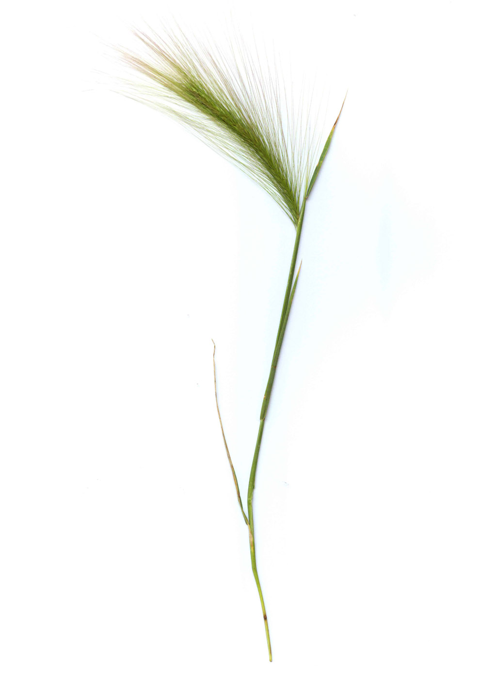 Image of Hordeum jubatum specimen.