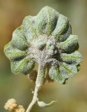 Atriplex flabellum