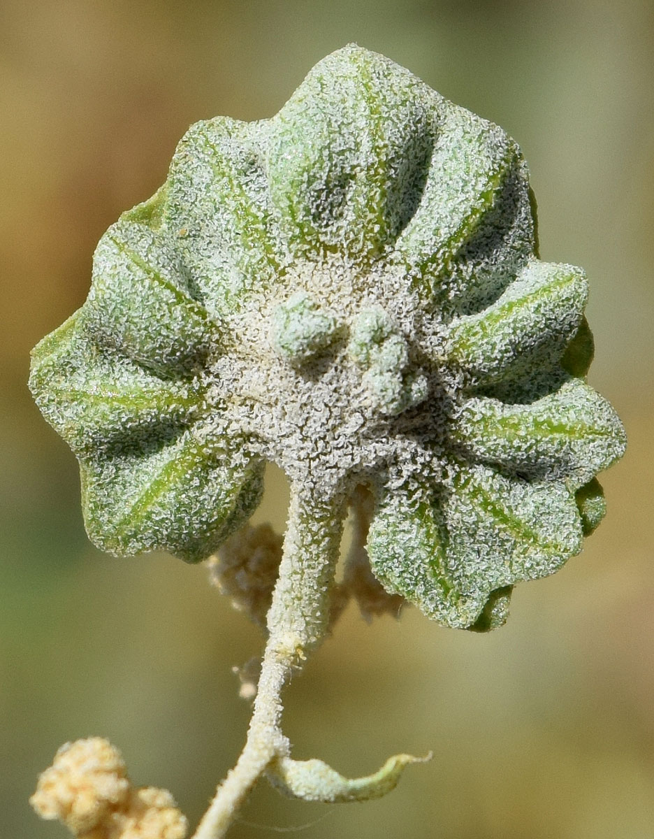 Изображение особи Atriplex flabellum.