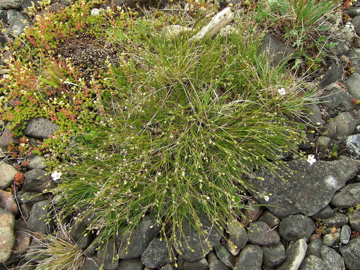 Image of Eremogone capillaris specimen.