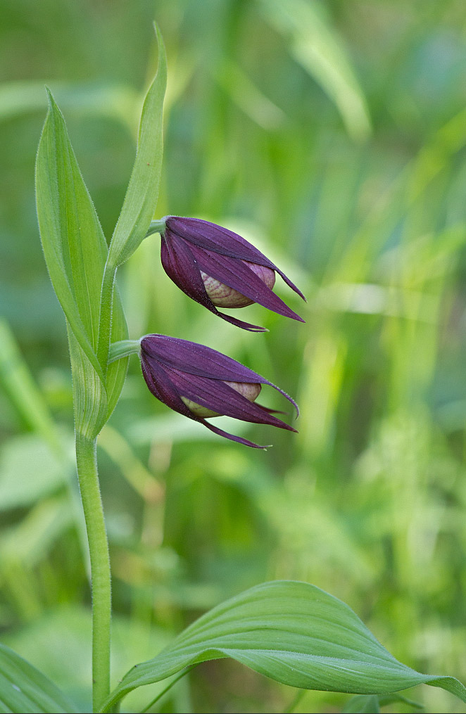 Изображение особи Cypripedium &times; ventricosum.