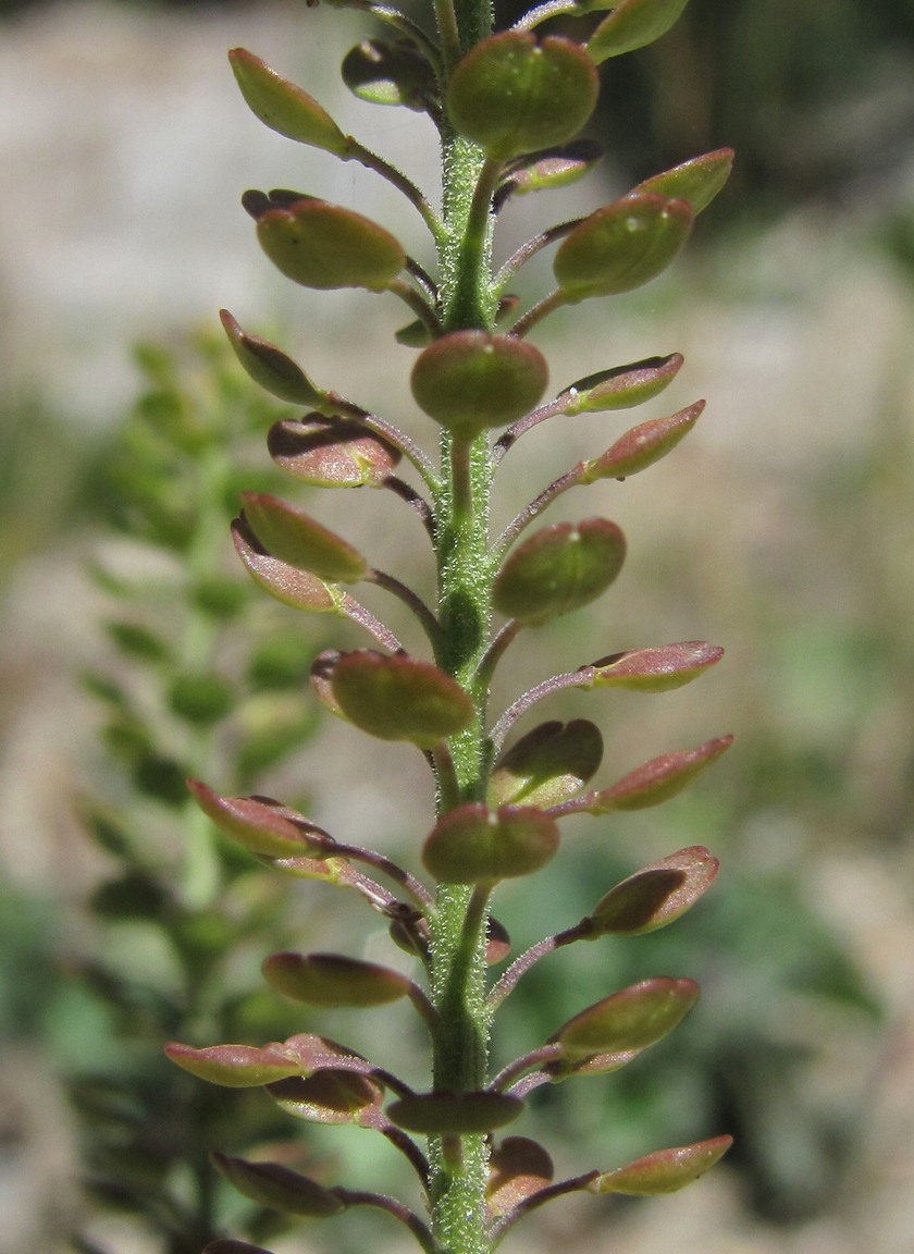 Image of Lepidium densiflorum specimen.