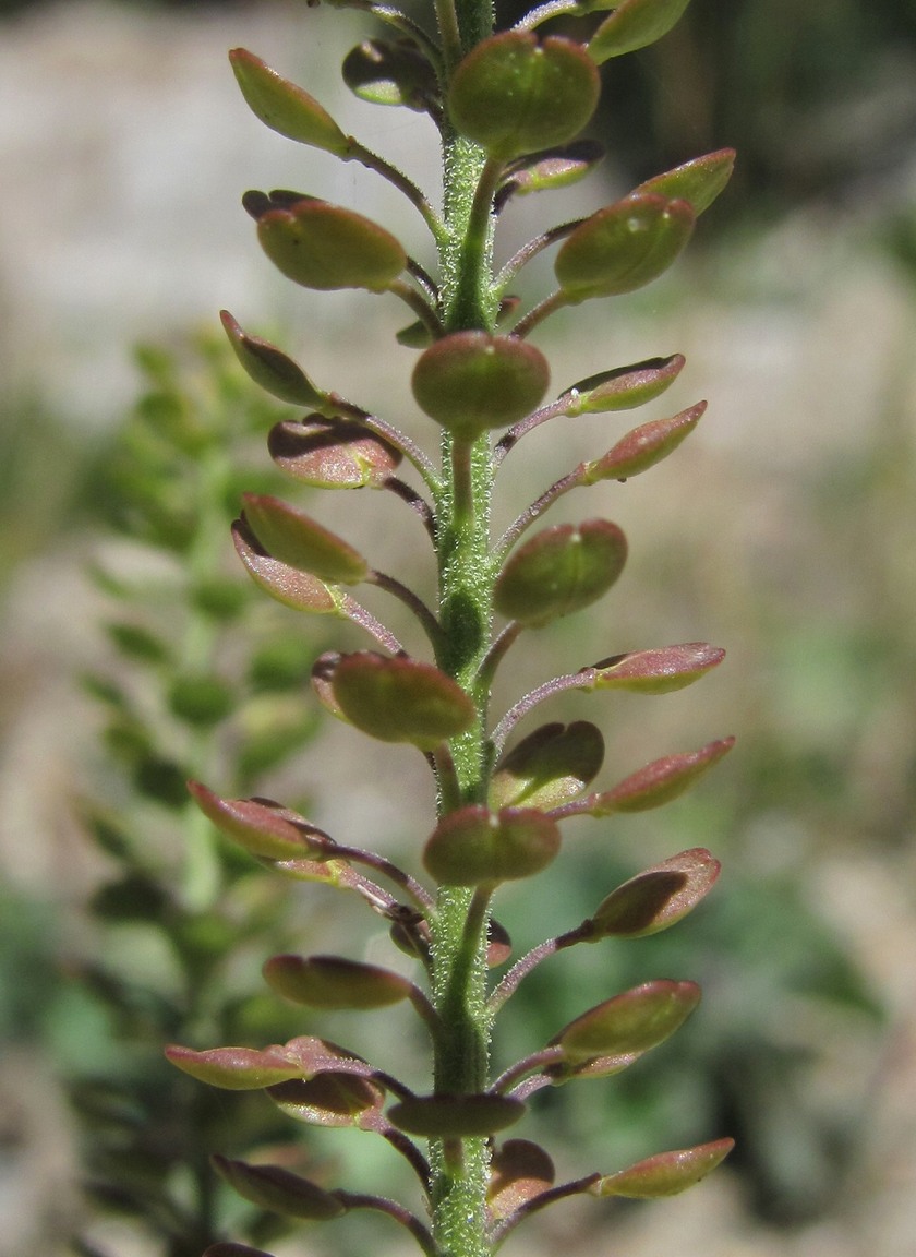 Изображение особи Lepidium densiflorum.