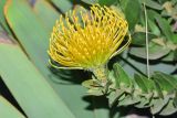 род Leucospermum