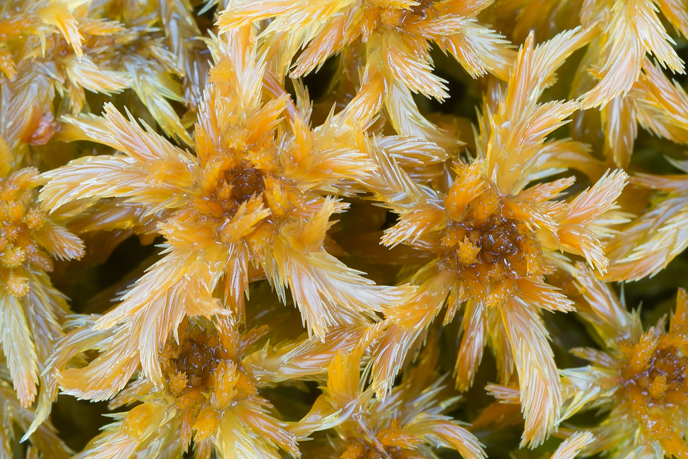 Image of genus Sphagnum specimen.