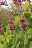 Callicarpa bodinieri. Верхние части ветвей с соплодиями. Черноморское побережье Кавказа, окр. г. Новороссийск, с. Абрау-Дюрсо, в культуре. 21 октября 2017 г.