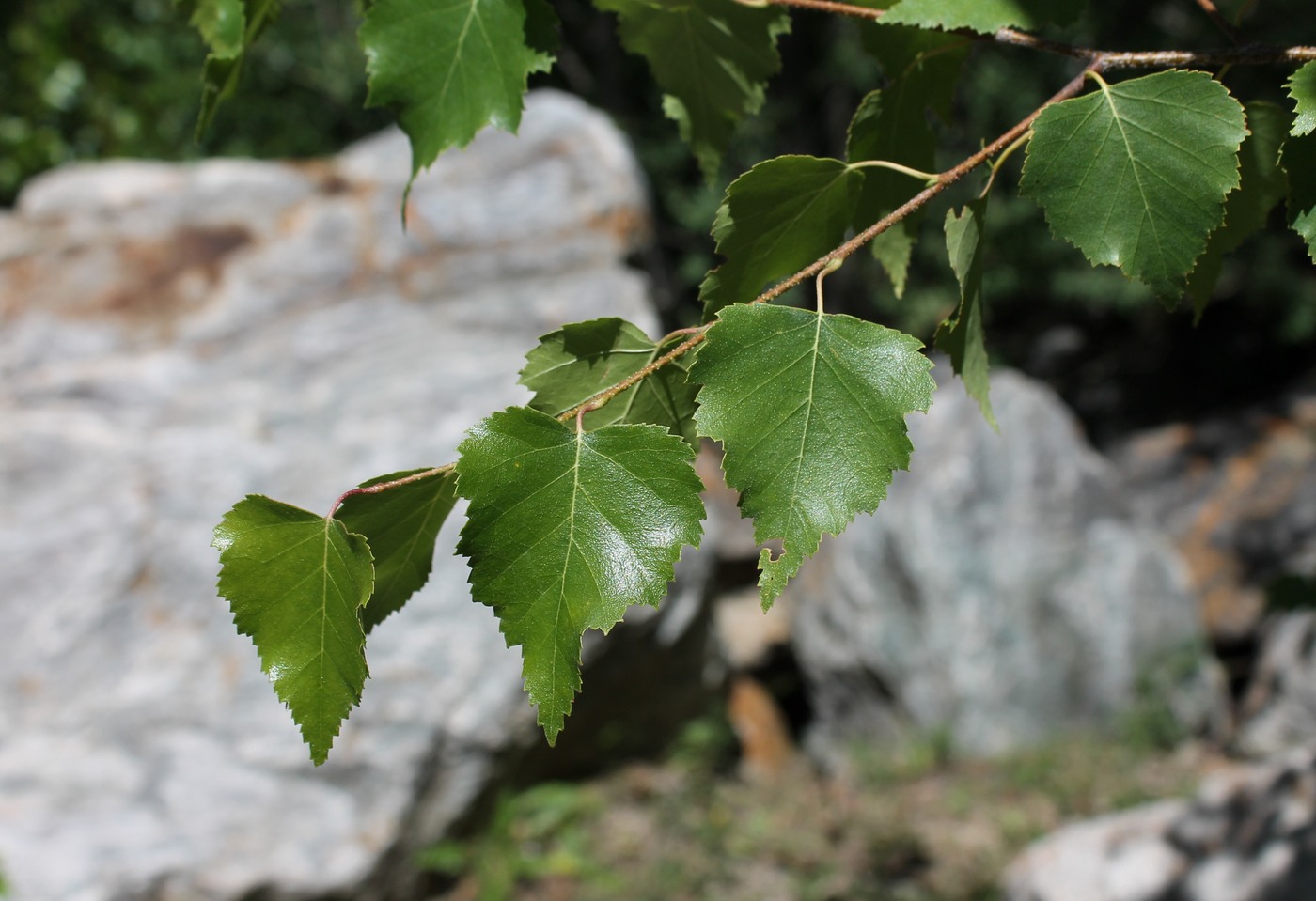 Image of Betula pendula specimen.