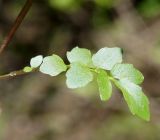 Cardamine amara. Лист. Якутия, Алданский р-н, в 6 км выше по течению г. Томмот, левый берег р. Алдан, пойма р. Радио Юрюете. 27.06.2016.