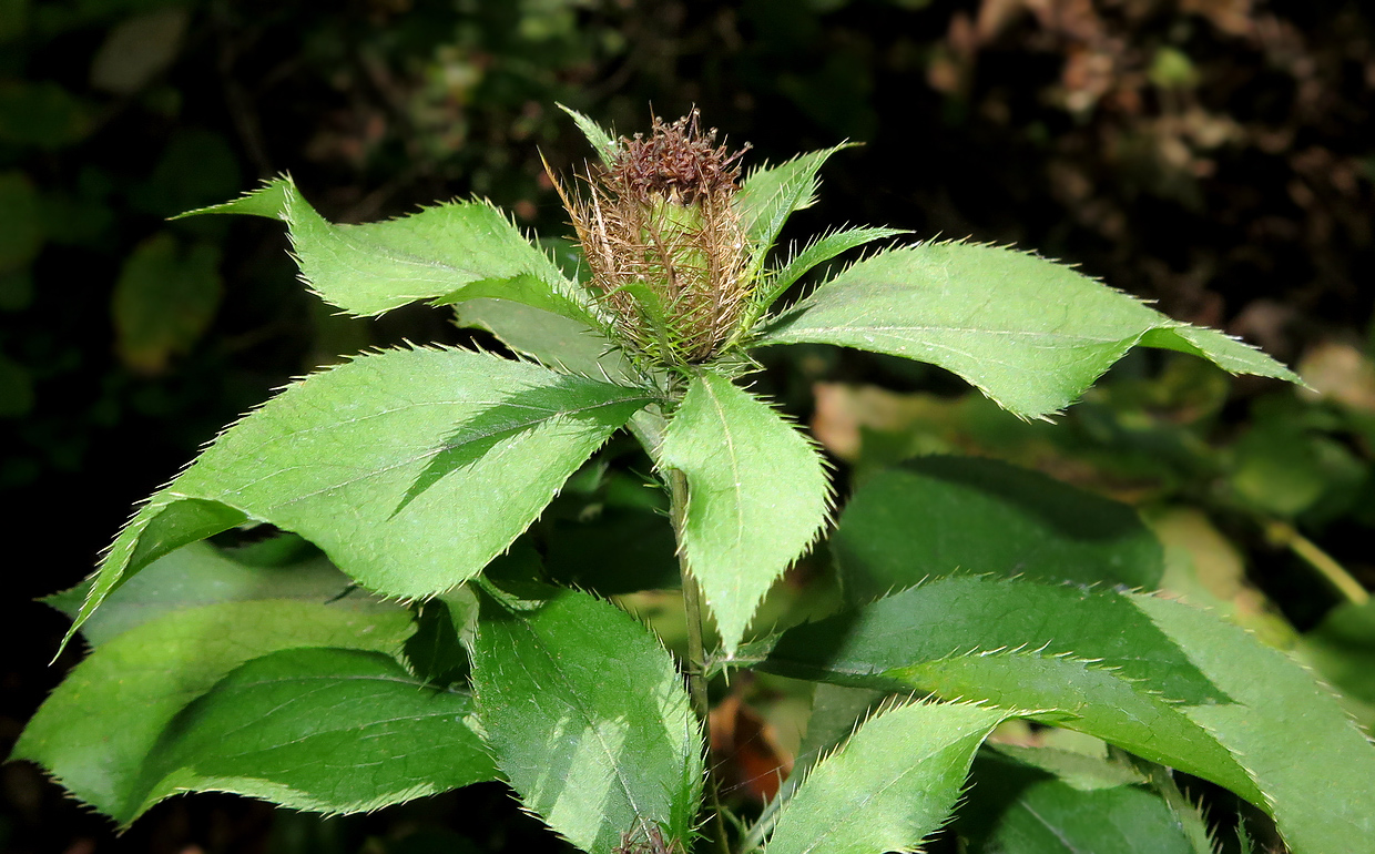 Image of Atractylodes ovata specimen.