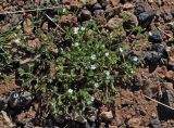 Stellaria dichotoma