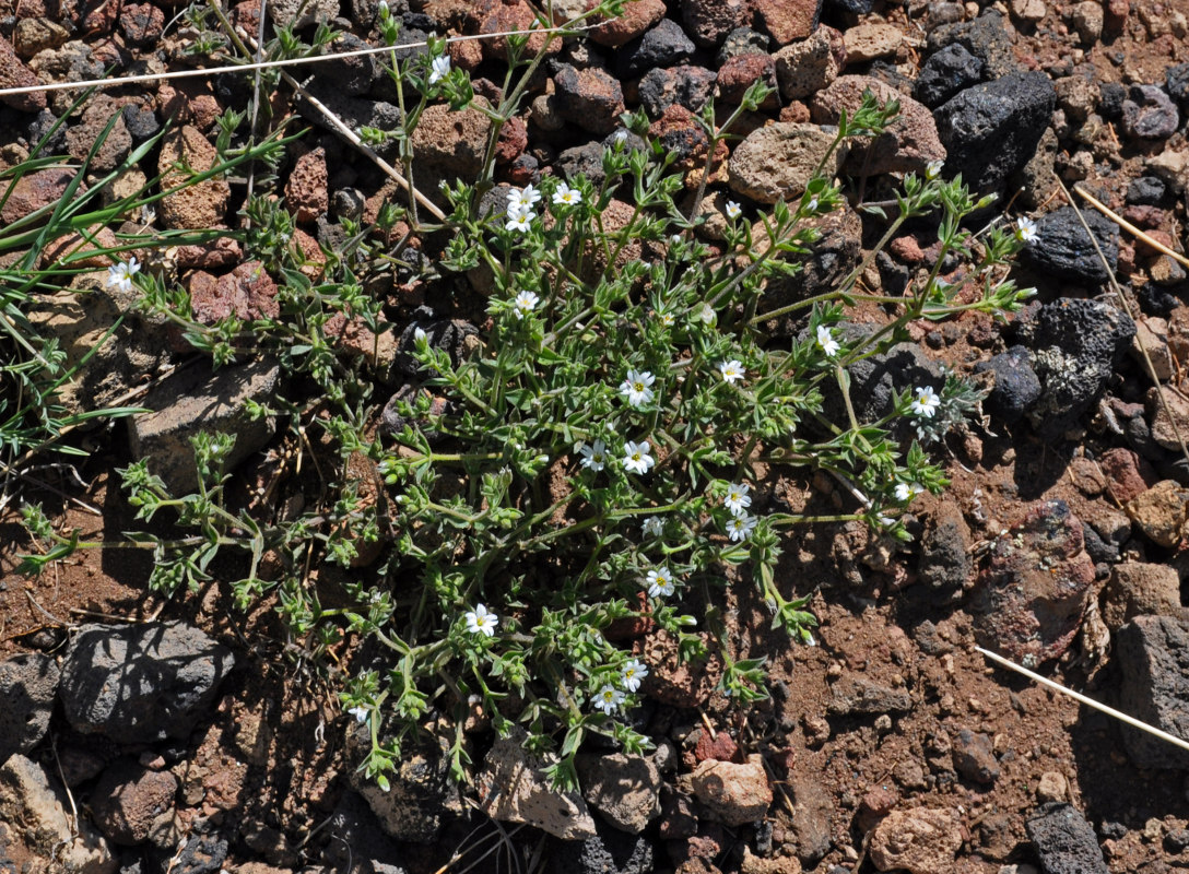 Image of Stellaria dichotoma specimen.