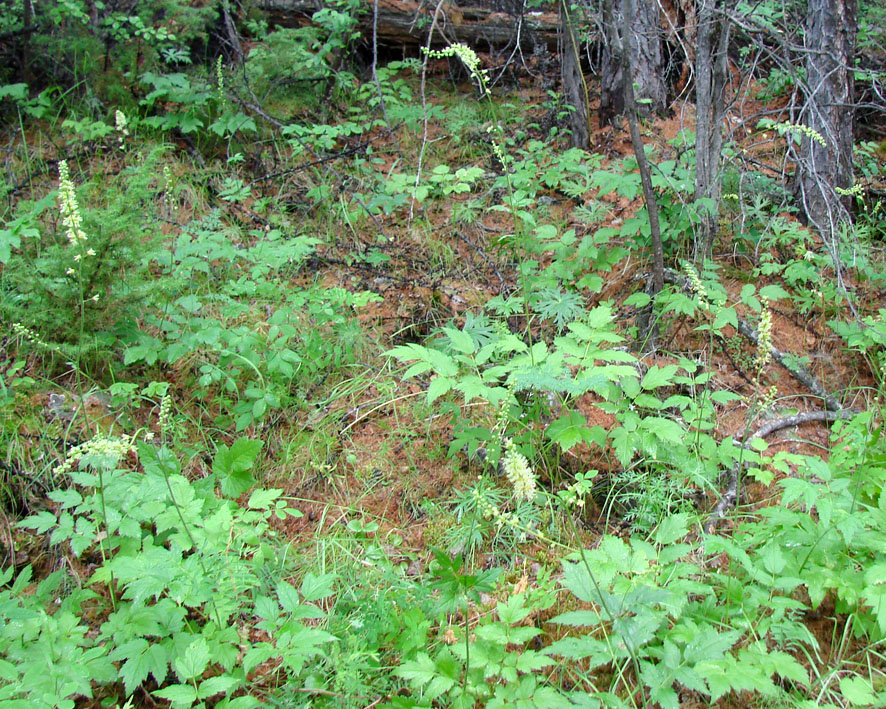 Image of Cimicifuga foetida specimen.