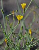 Crepis flexuosa. Верхушка побега с соцветием. Монголия, аймак Увс, берег оз. Хяргас-Нуур, ≈ 1100 м н.у.м., щебнистая пустыня. 11.06.2017.