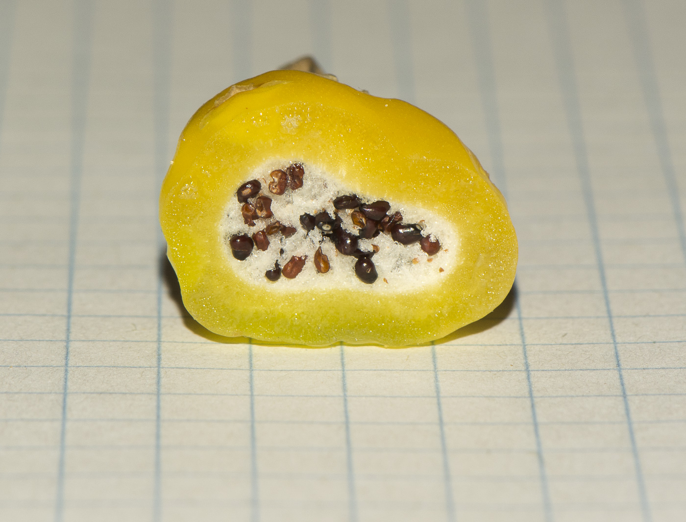 Image of Ferocactus robustus specimen.