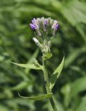 Hesperis sibirica