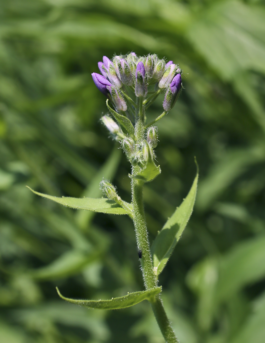 Image of Hesperis sibirica specimen.