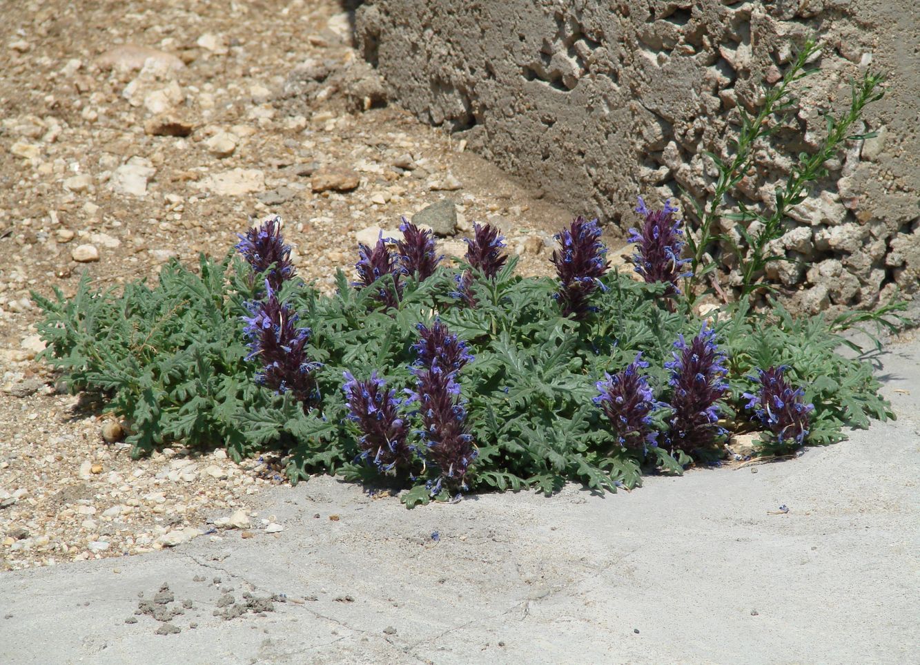 Изображение особи Dracocephalum pinnatum.