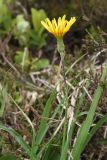 Scorzonera humilis. Верхушка побега с соцветием среди листьев Calamagrostis. Чехия, Оломоуцкий край, природный заповедник Jeseníky, субальпийский луг. 15.06.2017.