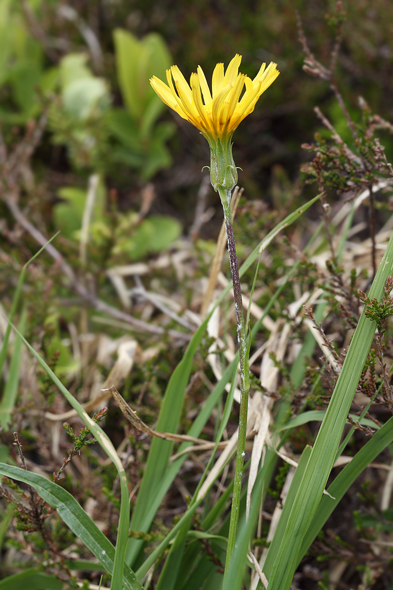 Изображение особи Scorzonera humilis.