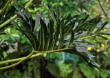 Philodendron bipinnatifidum