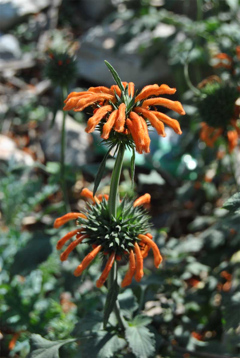 Image of Leonotis nepetifolia specimen.