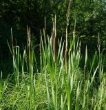Typha latifolia