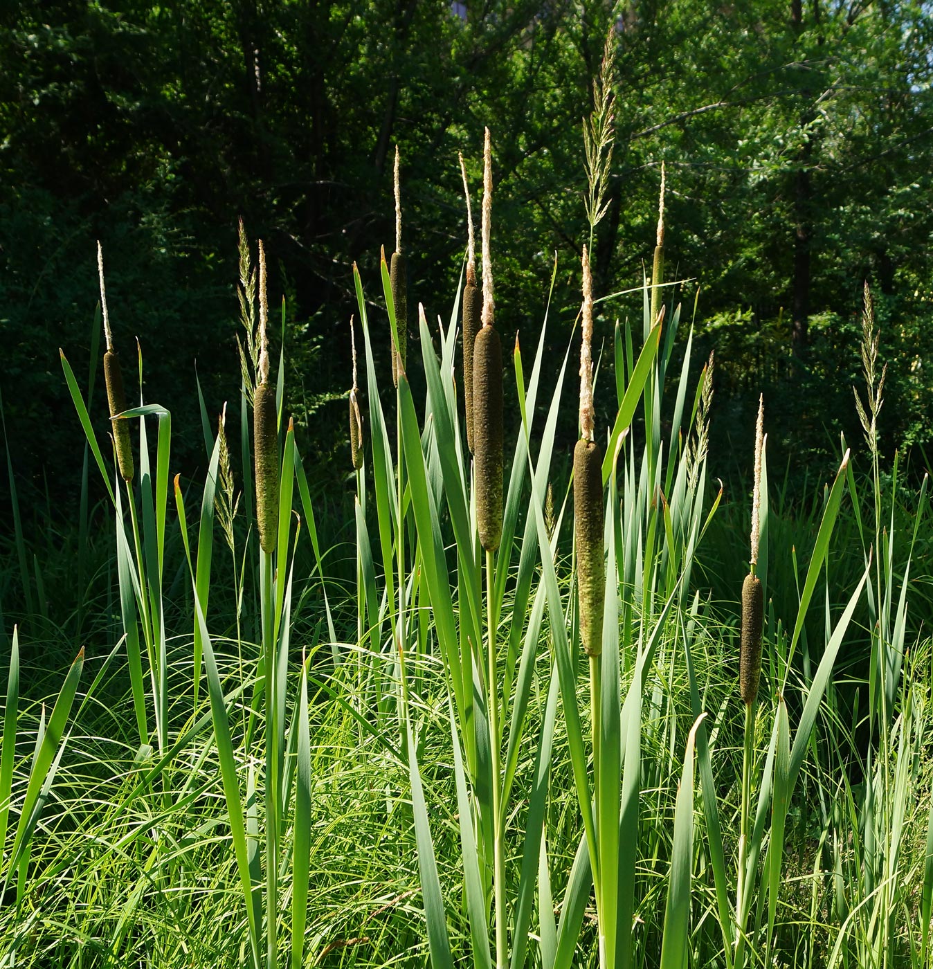 Изображение особи Typha latifolia.