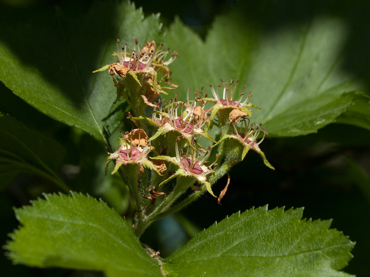 Изображение особи Crataegus submollis.