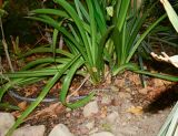 genus Hippeastrum