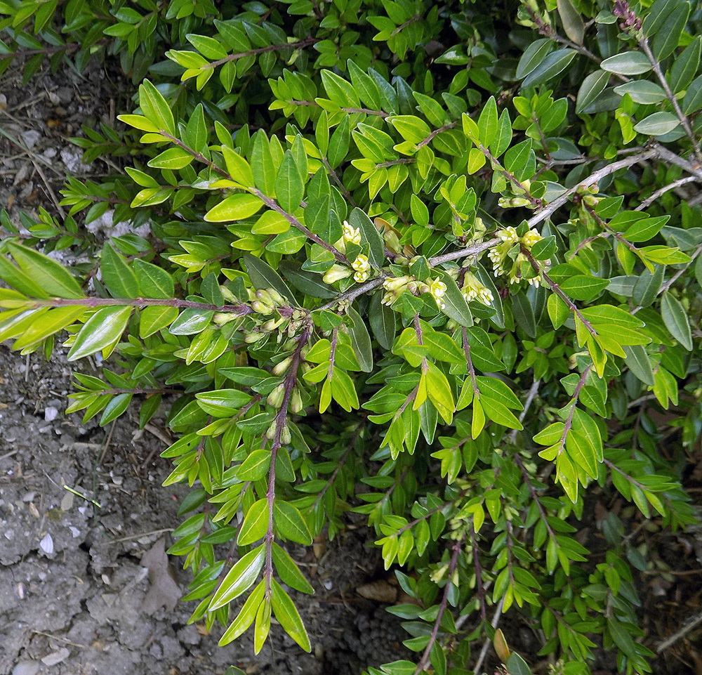 Image of Lonicera ligustrina var. pileata specimen.