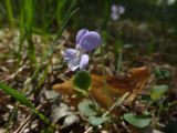 Viola rupestris. Цветок. Чувашия, окр. г. Шумерля, урочище Паланская грива, сосновый лес. 09.05.2018.