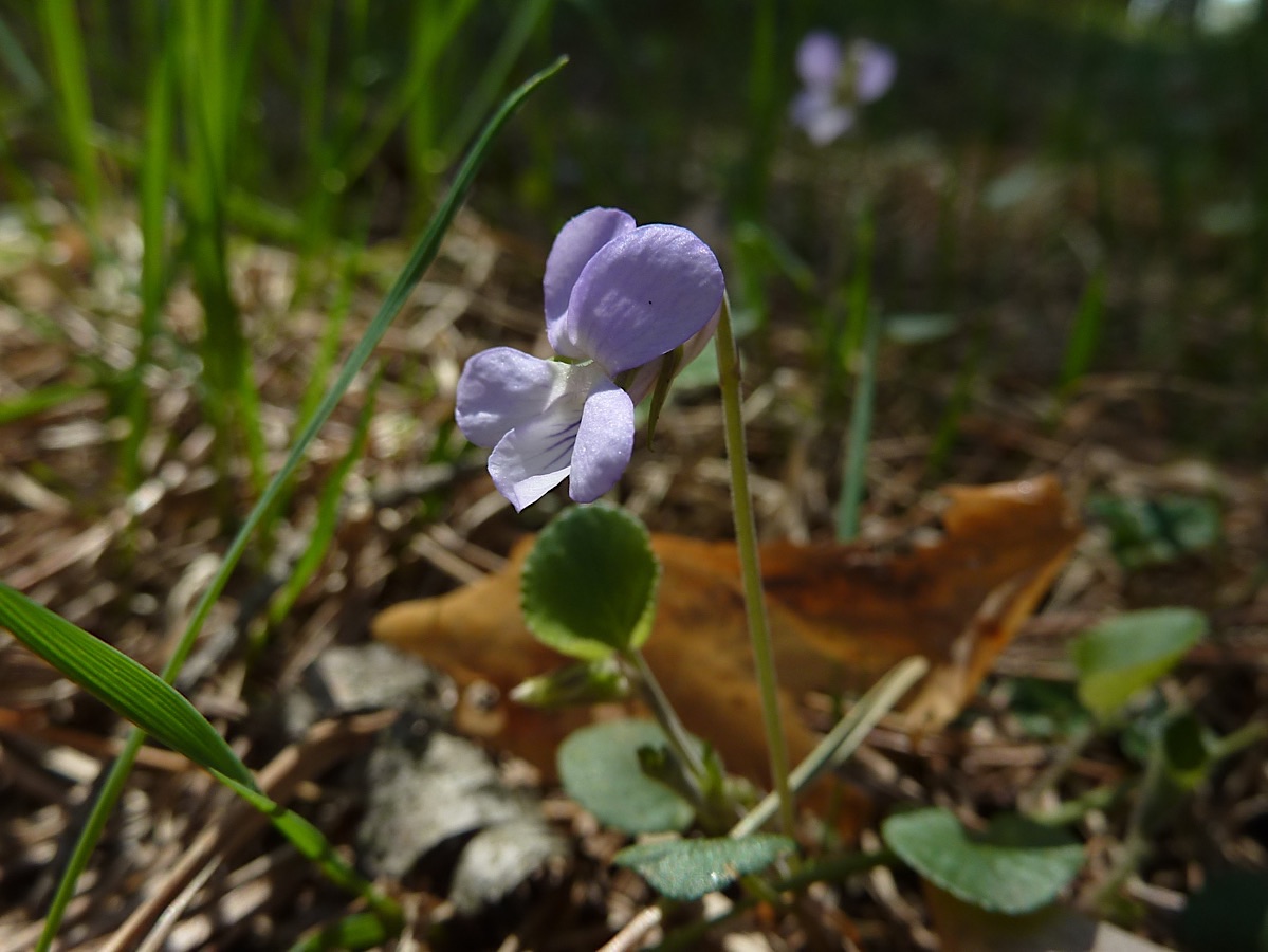 Image of Viola rupestris specimen.