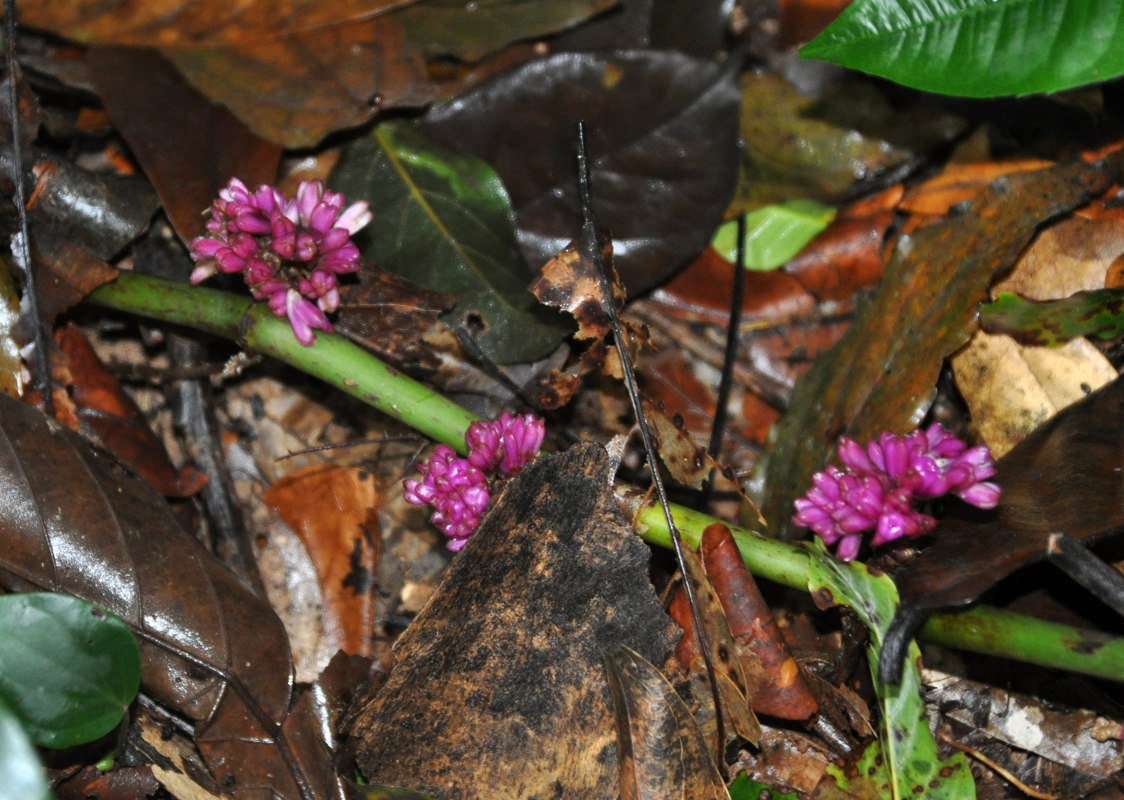 Image of Amischotolype mollissima specimen.